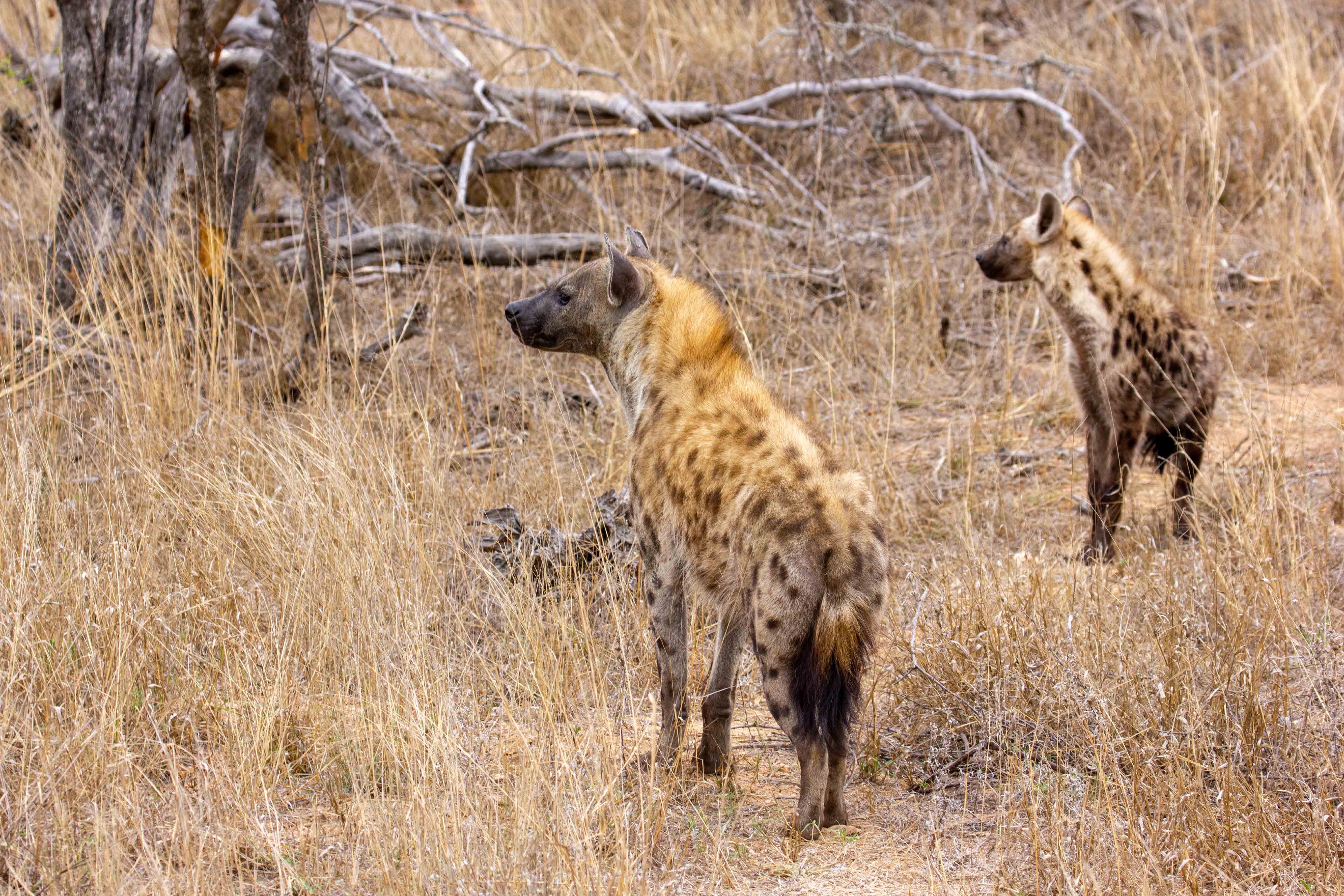 hyenas bij crocodile bridge rest camp